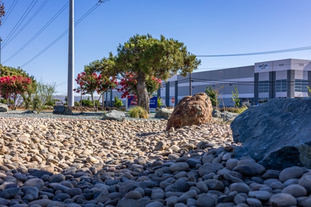 drought tolerant landscape