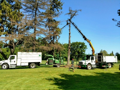 Tree removal by Grover Truck