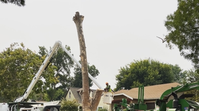 Tree Removal Photo