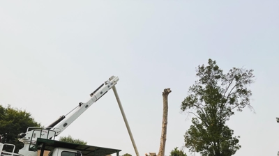 Tree Removal Photo