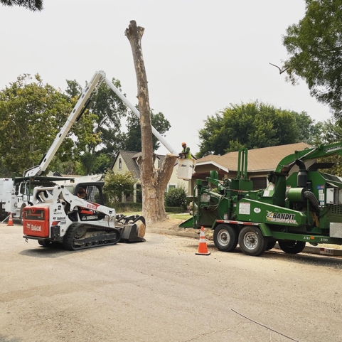 City of Modesto Tree Removal