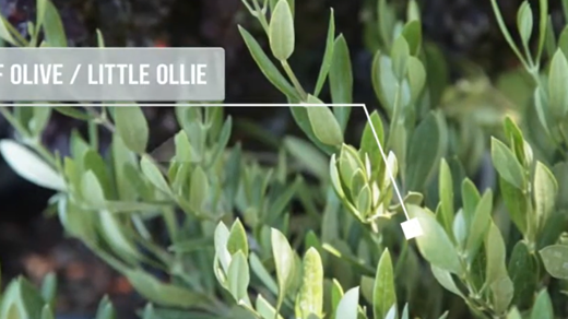 Dwarf Olive - Shrubs