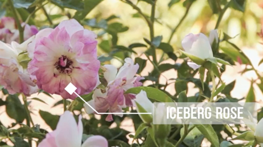 Iceberg Roses - Shrubs