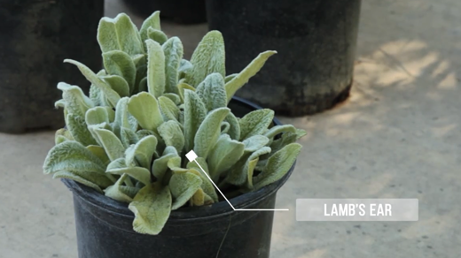 Lamb's Ear - Shrubs
