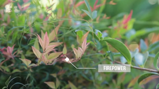 Nandina Domestica - Shrubs