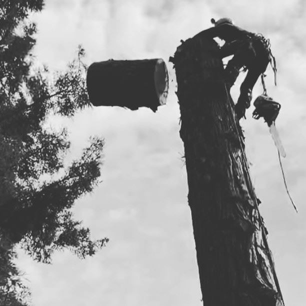 lumberjack in a tree