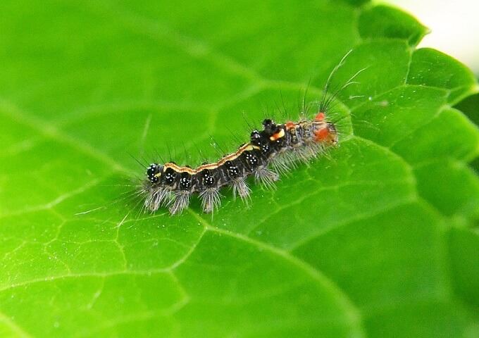 caterpillar