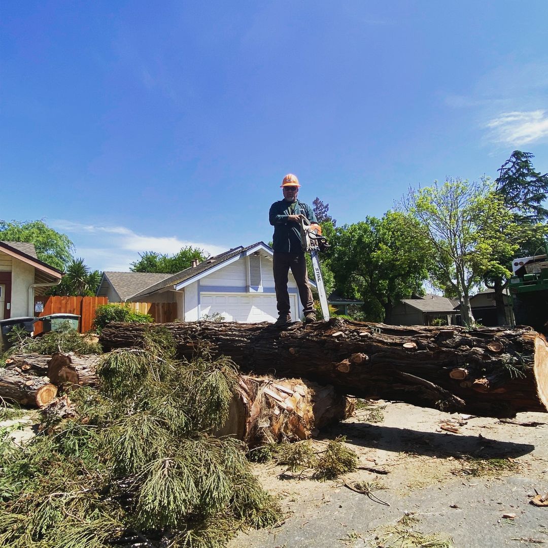 wood cutter on top of a felled tree